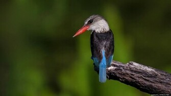 Desktop Birds Wallpaper HD