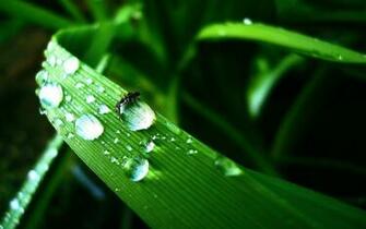 Water Drop HD Wallpaper