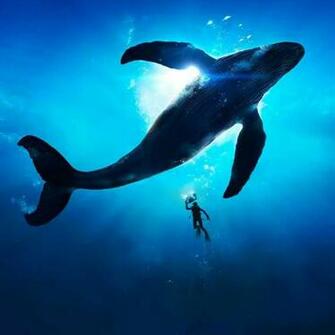 Abhijith Tj On Blue Whale Wallpaper