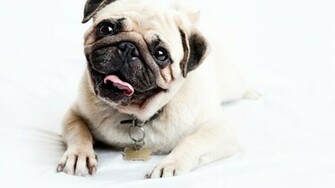 Pug Puppies Wallpaper White Desktop Hivewallpaper