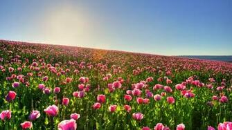 Tulip Field Wallpaper