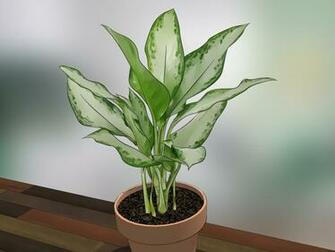 Care For Indoor Plants Steps With Pictures Wikihow