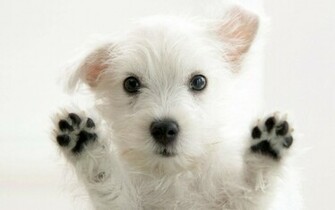 Cute Wallpaper