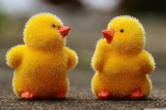 Easter Baby Chicks 4k HD Desktop Wallpaper For Ultra Tv