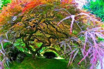 Japanese Maple Portland Oregon IwallHD Wallpaper HD