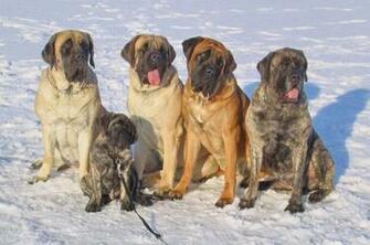 Mastiffs Wallpaper
