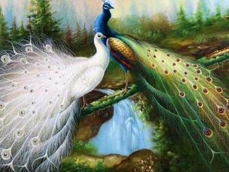 Peacock Computer Wallpaper Desktop Background Id