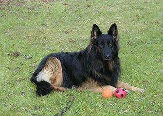 Irislancery German Shepherd Dog Wallpaper