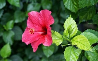 Hibiscus Flower Wallpaper Pink Desktop