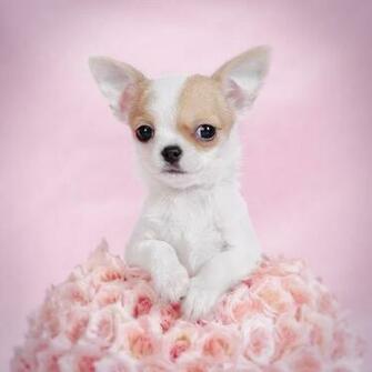 Mobile Fansshare Photos Chihuahua Long Hair Jpg