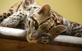 Animal Ocelot Wallpaper