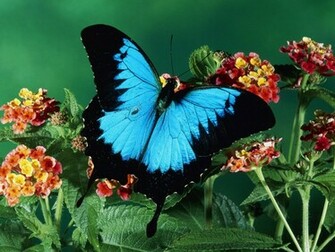 Blue Butterfly Wallpaper