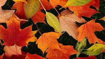 Apple Mac Desktop Wallpaper HD Leaves Of October Background