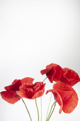Red Flower Pictures Image