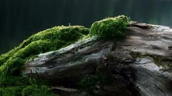 Nature Close Up Wallpaper X HD