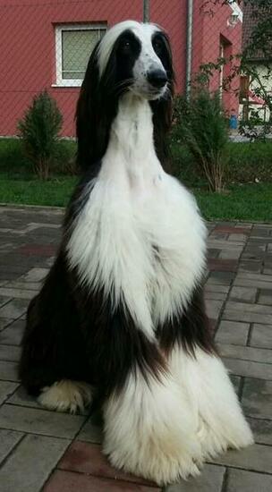Black Afghan Hound Outdoors Wallpaper And Image