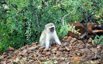 Cute Monkey Photography Wallpaper Animal Desktop Background