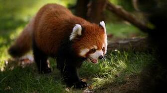Red Panda HD Wallpaper