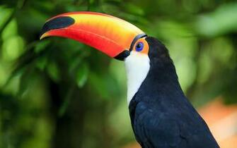 Toucan HD Wallpaper