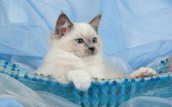 And Sister Cats Cat Ragdoll White Kitten Widescreen Wallpaper