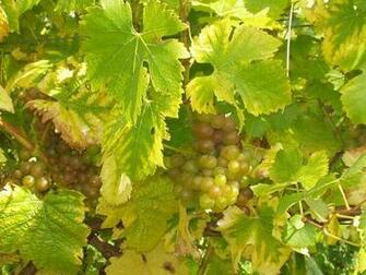 Wine Vineyard Wallpaper Winery
