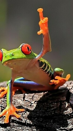 Tree Frog Wallpaper iPhone
