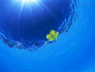 Cute Pictures Windows Wallpaper
