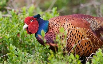 Colourful Pheasant In A Field Bird Background Pixels