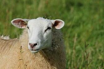 HD Wallpaper Focused Photo Of Brown Sheep Portrait Sheepshead