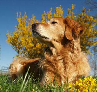 Dog Golden Retriever Spring Has Sprung Animals Dogs HD Wallpaper