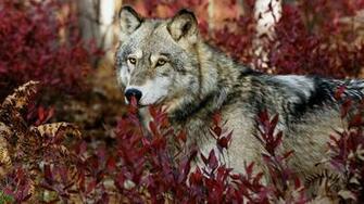 Wolf HD Wallpaper
