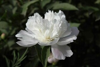Pink Peony Flower Wallpaper Desktop