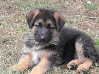 German Shepherd Dog Widescreen Wallpaper