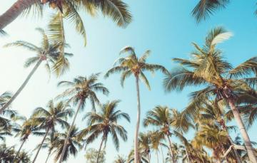 Summer Palm Tree Wallpaper On