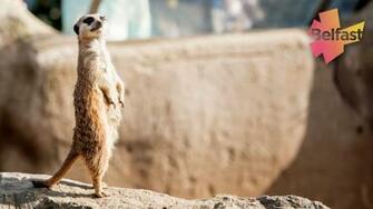 Zoom Background Meerkat At Belfast Zoo Visit