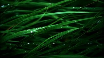 Lush Green Grass HD Wallpaper