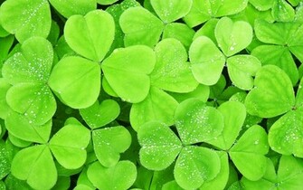 On Clovers Wallpaper Dew iPhone