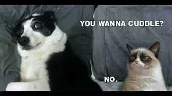 Cuddle No Grumpy Cat Meme HD Desktop Wallpaper Jiko