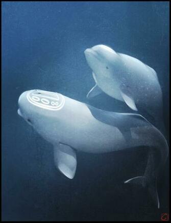 Beluga Whale Mobile Wallpaper Amazing Wallpaperz