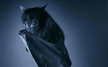 Bat Computer Background For Desktop