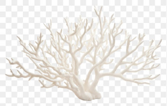 Staghorn Coral Image Wallpaper
