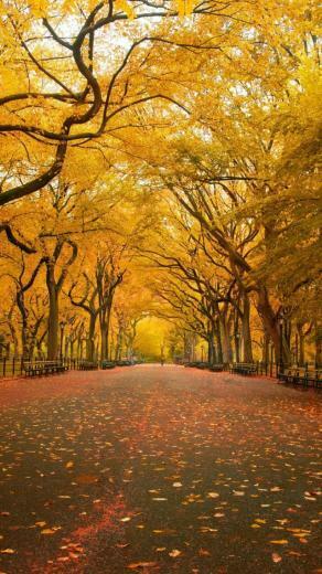 Yellow Trees iPhone Se Wallpaper