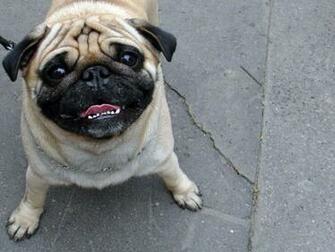 Cute Pug Dog Wallpaper For Your Computer Desktop