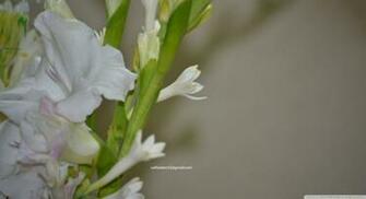 Tuberose HD Wallpaper Turret
