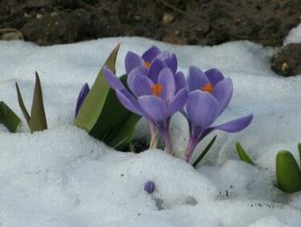 Winter Flower Wide Wallpaper HDflowerwallpaper