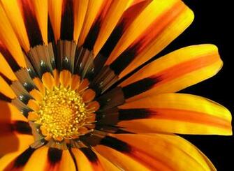 Sunflower Wallpaper Screensaver Pre Id