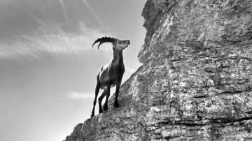 Hintergrundbild Steinbock HD Wallpaper