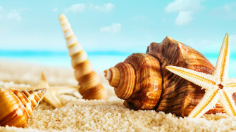 Sea Shells Wallpaper