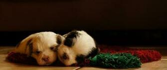 Wallpaper Dogs Puppies Sleeping Lying