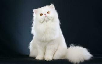 White Cat Wallpaper